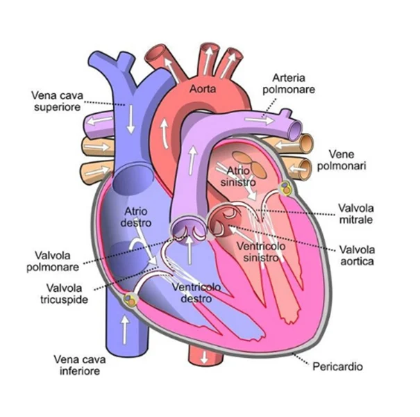 risonanza magnetica cardiaca - dettaglio cuore